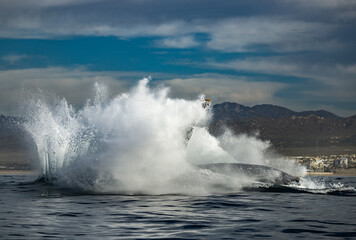 Happy and famous whale on a whale watching touristic tour