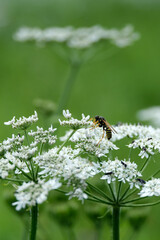 Guêpe posée sur des fleurs