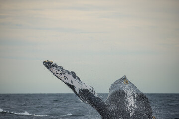 Obraz premium Happy and famous whale on a whale watching touristic tour