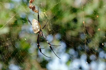 Araignée à l'affut sur sa toile
