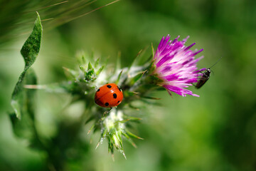 Fototapeta premium Coccinelle sur une fleur de chardon