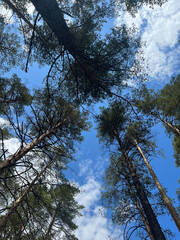 tree, forest, nature, sky, trees, winter, pine, branch, landscape, blue, snow, green, wood, branches, woods, park, season, tall, trunk, autumn, plant, natural, leaf, leaves, white
