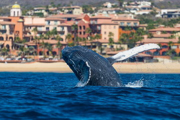 Happy and famous whale on a whale watching touristic tour
