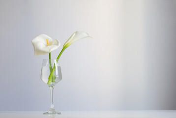 calla flowers in glass on white background - obrazy, fototapety, plakaty