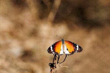 Petit monarque perché