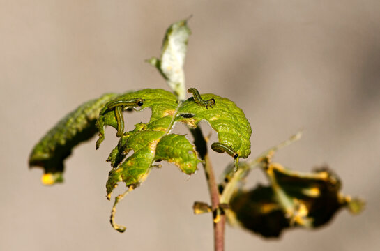 Chenilles en train de ravager des feuilles 