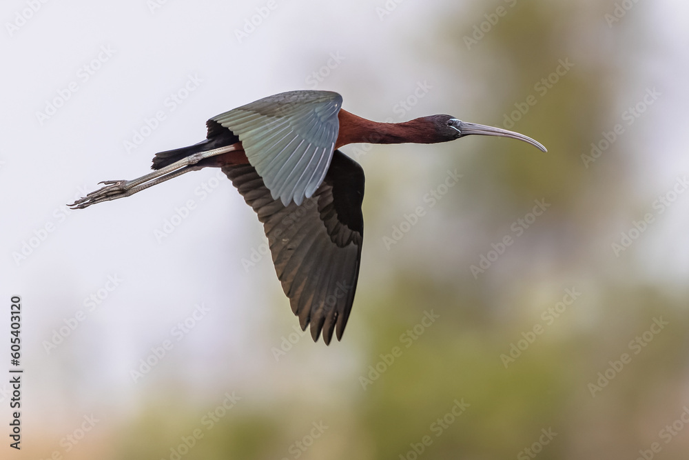 Poster glossy ibis flying in habitat