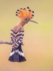 Eurasian hoopoe perched on branch with crest