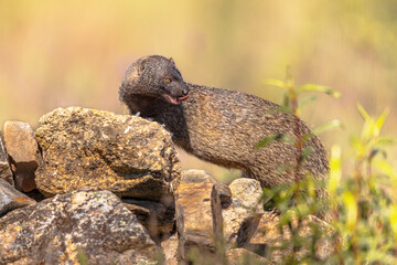 Egyptian Mongoose in Extremadura Spain