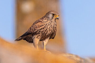 Female Lesser Kestrel in breeding colony in Spain