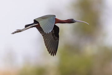 Glossy ibis flying in habitat