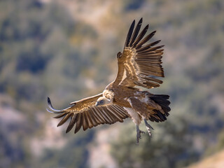Griffon vulture flying and landing
