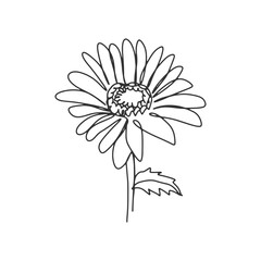 collection forest fern eucalyptus  art foliage natural
leaves herbs in line style. Decorative beauty elegant illustration 
for design Vector flower Botanical