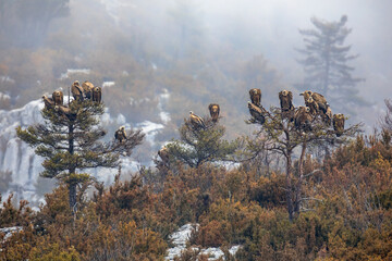 Griffon vultures resting in tree