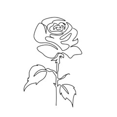 continuous line one line rose flower nature valentine hand drawn illustration vector