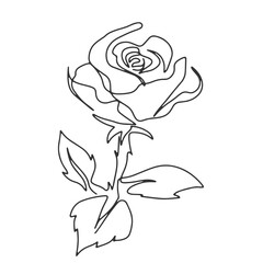 continuous line one line rose flower nature valentine hand drawn illustration vector