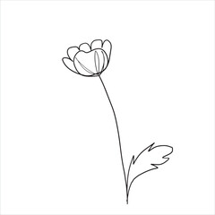 collection forest fern eucalyptus  art foliage natural
leaves herbs in line style. Decorative beauty elegant illustration 
for design Vector flower Botanical
