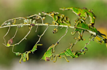 Groupe de chenilles en train de ravager des feuilles 