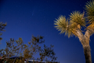 Joshua Tree Reaching Cactus Sunset
