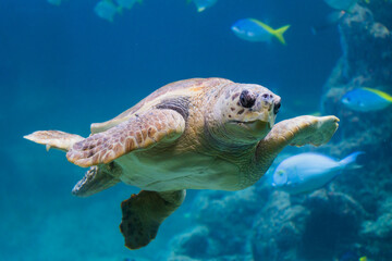 Turtle in ocean with exotic fishes underwater