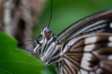 Butterfly Close-Up