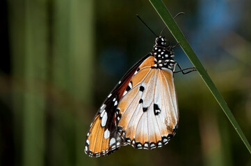 Petit monarque perché