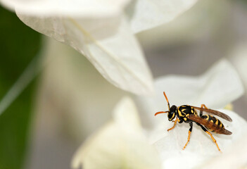 Guêpe posée sur une fleur blanche