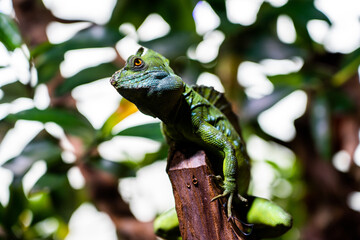 chameleon on a fence