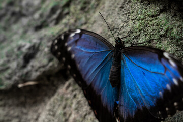 Blue butterfly on a stone