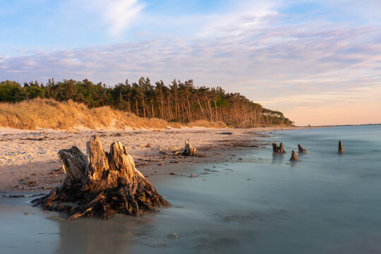 Western Pomeranian Lagoon Area National Park from the sea at dawn with dead wood