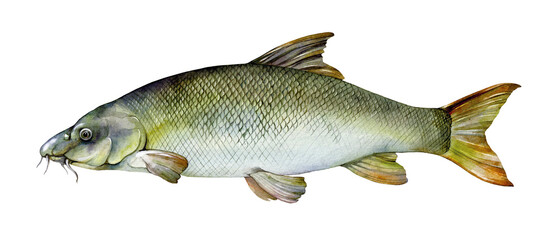 Watercolor common barbel (Barbus barbus). Hand drawn fish illustration isolated on white background. - obrazy, fototapety, plakaty