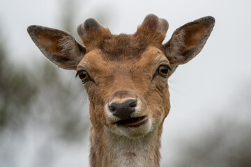 Deer with a silly look