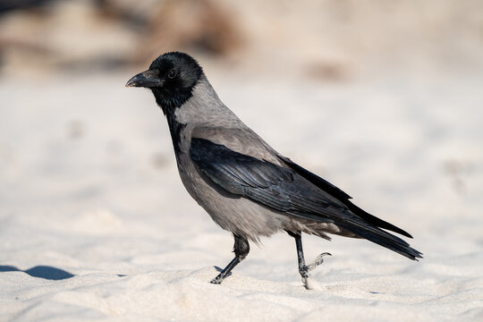 Hooded crow at the beach