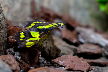 Close up from a Siproeta stelenes