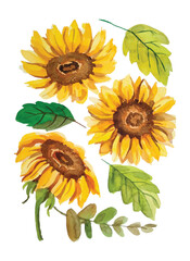 sun flower watercolor elements hand draw