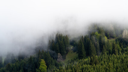 Forest on the mountain with fog in green