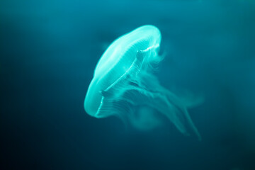 common jellyfish in the ocean under water, cyan © Adrian