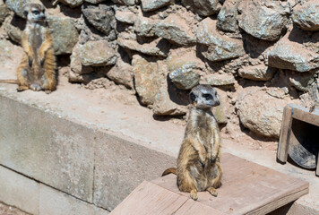 Suricatta stands by a stone wall and guards