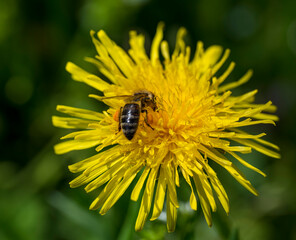 Detail of honey bee on yellow Taraxacum officinale flower
