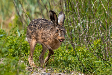 Wild rabbit on the run