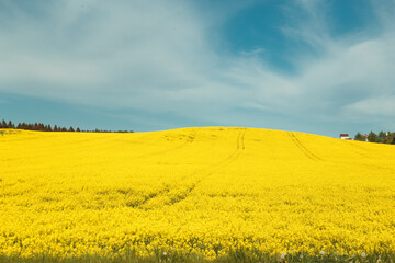 Blooming yellow rapeseed field. Agriculture