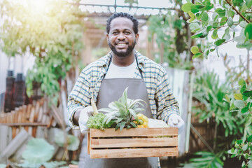 African American male farmer with a box of fresh vegetables walks along his field. Healthy Eating and Fresh Vegetables..