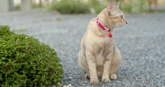 Two cats looking for something in the bushes.The white cat was digging for something in the bushes.	