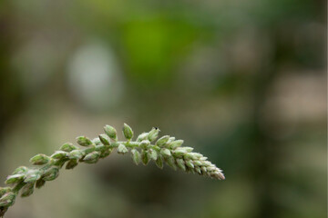 Fototapeta na wymiar Aspera weed wild plant