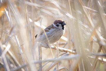 Eurasian tree sparrow. Sparrow is sitting on the branch. Tree sparrow between Phragmites on a sunny spring day.