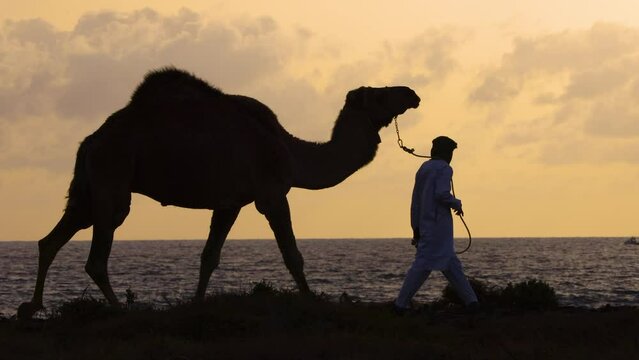 Dromedary camel feeding at sunrise with herdsman Egypt