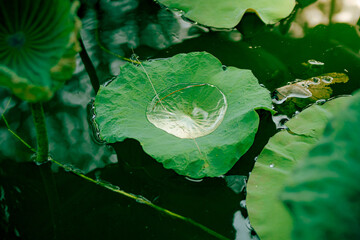 Water lilies, beautiful natural aquatic plants