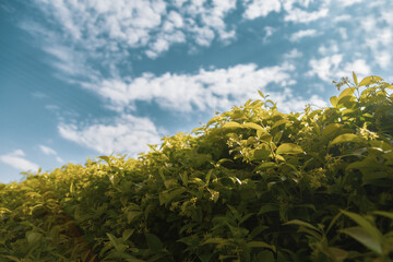 Blue sky with gorgeous reflected sun and clouds