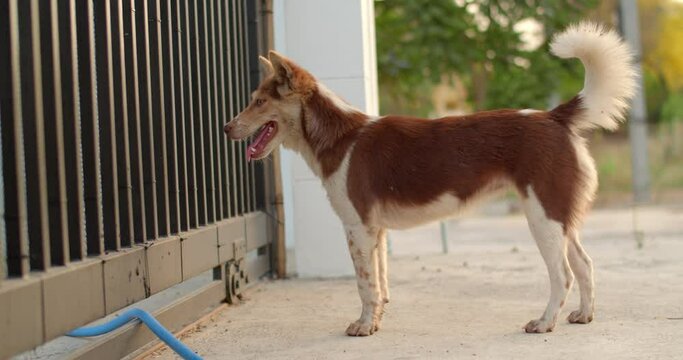 A brown dog is looking for something across the fence.Thailand brown ridgeback dog stand looking something cross fence.
