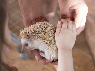 hedgehog in hands © HayannaBorzani